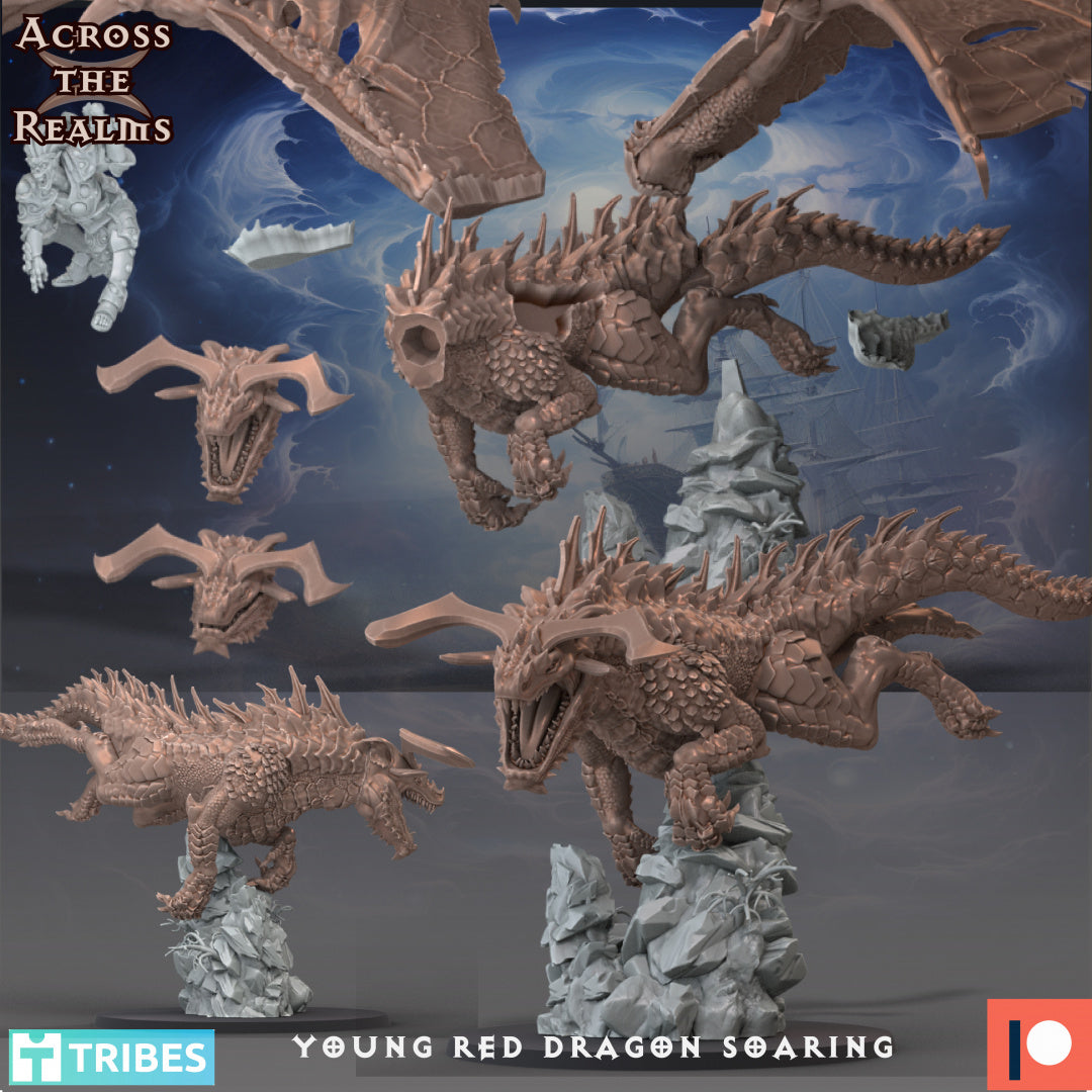 Young Red Dragon Soaring - Across the Realms - Image 2